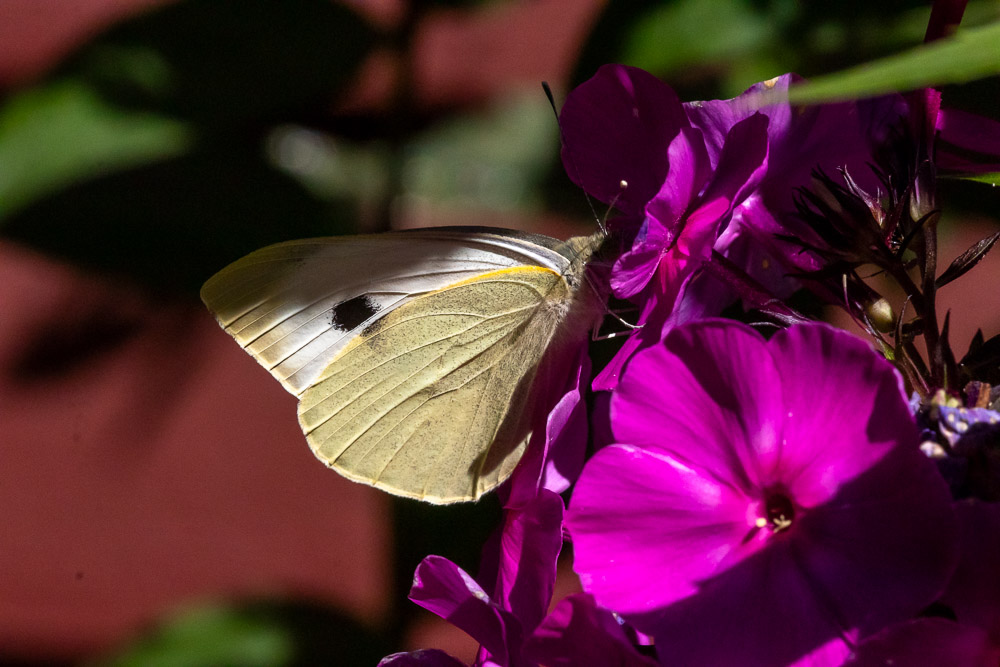 Kålfjäril på borstnejlika.