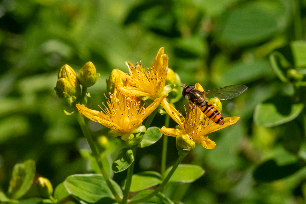 Flyttblomfluga på fyrkantig johannesört.