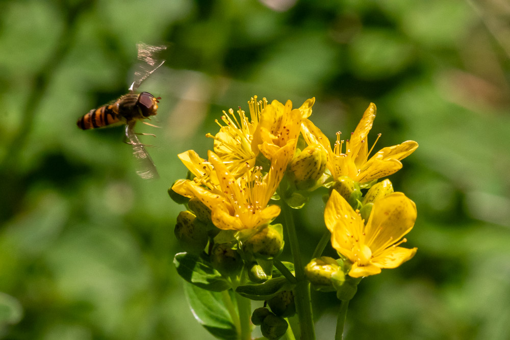Flyttblomfluga anhåller om landningstillstånd.