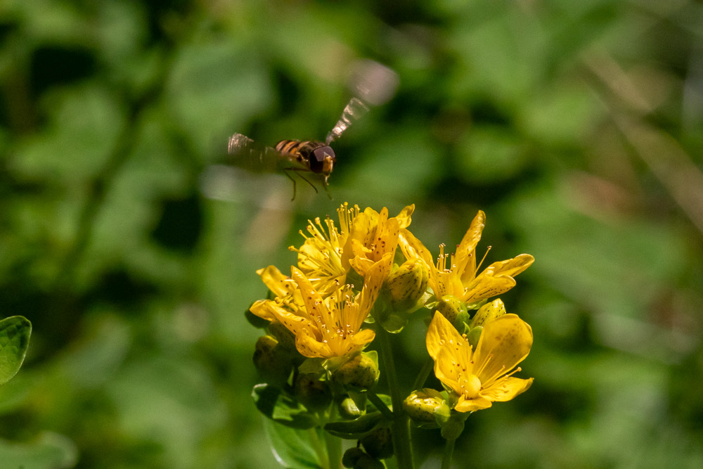 Kommer in för landning.
