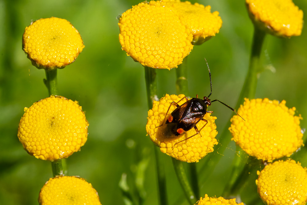 En bärfis Deraeocoris ruber (svenskt namn saknas) sitter på renfana Tanacetum vulgare.