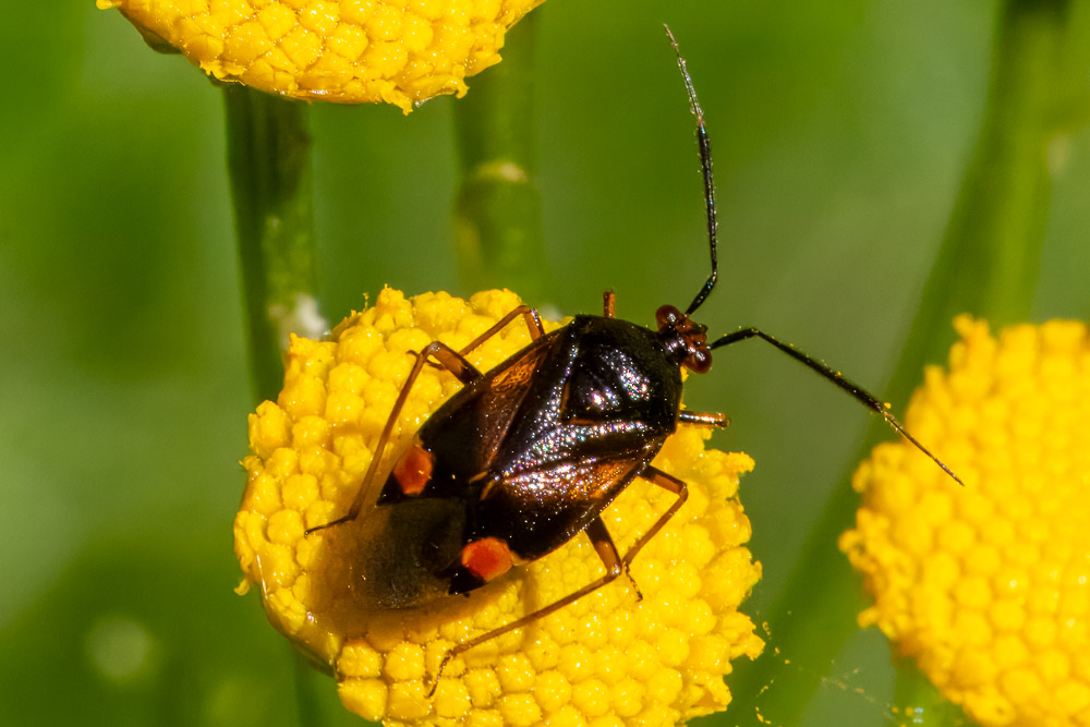 Bärfis Deraeocoris ruber på närmare håll.