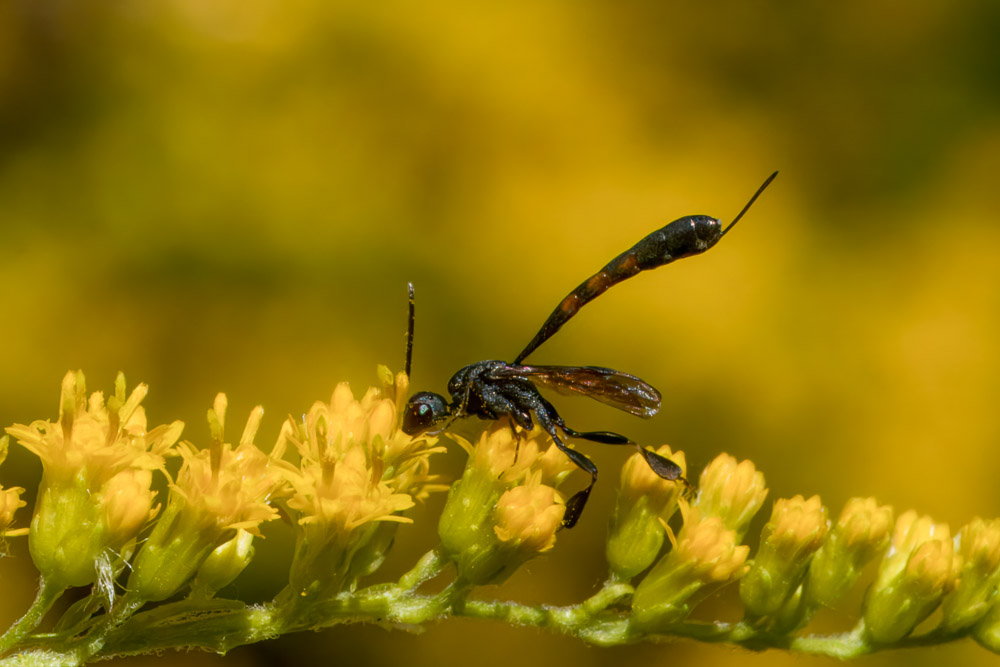 Här hämtar den nektar i gullrisblomman.